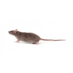 Rottemidler